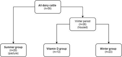 Biochemical Bone Markers During the Transition Period Are Not Influenced by Parenteral Treatment With a High Dose of Cholecalciferol but Can Predict Milk Fever in Dairy Cows